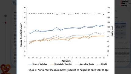 The aortic root in young adults