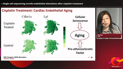 Single cell sequencing unveils endothelial alterations after cisplatin treatment