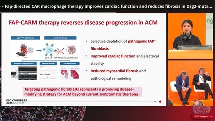 Fap-directed CAR macrophage therapy improves cardiac function and reduces fibrosis in Dsg2-mutant arrhythmogenic cardiomyopathy mice