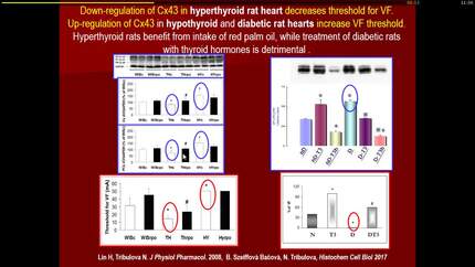 Cardiac connexin43 modulates susceptibility of the heart to life-threatening arrhythmias in various experimental models.