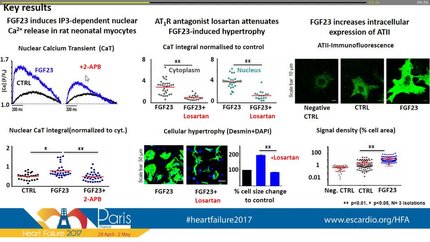 Crosstalk between FGF23 and angiotensin II-mediated calcium handling in cardiac hypertrophy.