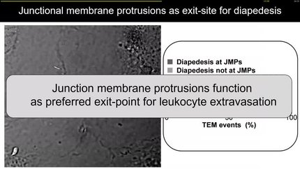 Endothelial permeability, leakage and disease