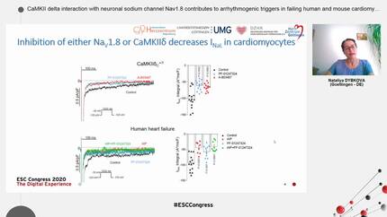 CaMKII delta interaction with neuronal sodium channel Nav1.8 contributes to arrhythmogenic triggers in failing human and mouse cardiomyocytes