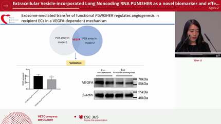 Extracellular Vesicle-incorporated Long Noncoding RNA PUNISHER as a novel biomarker and effector of vascular function