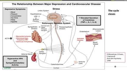 Depression and cardiovascular disease: common pathways and common treatment approaches