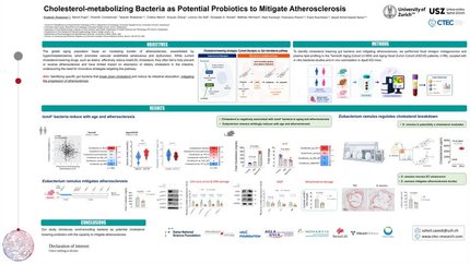 Cholesterol-metabolizing eubacterium ramulus bacteria mitigate vascular senescence and atherosclerosis