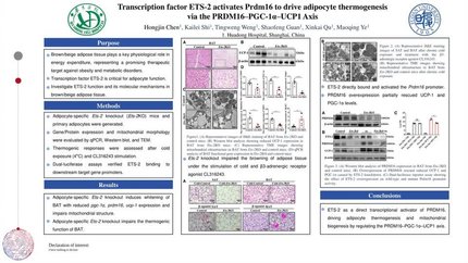 Transcription factor ETS2 activates Prdm16 to drive adipocyte thermogenesis via the PRDM16–PGC-1α–UCP1 Axis