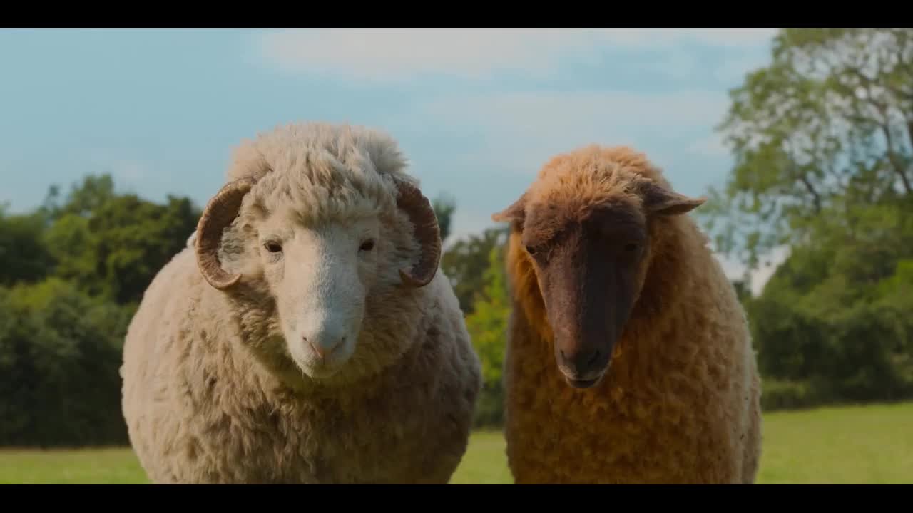 The Sheep Detectives: Crossing The Road