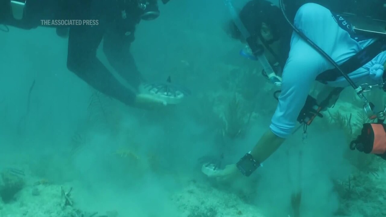 Crossbreeding corals from Honduras could help protect Florida’s coast. Here’s how it was done. – CBS News