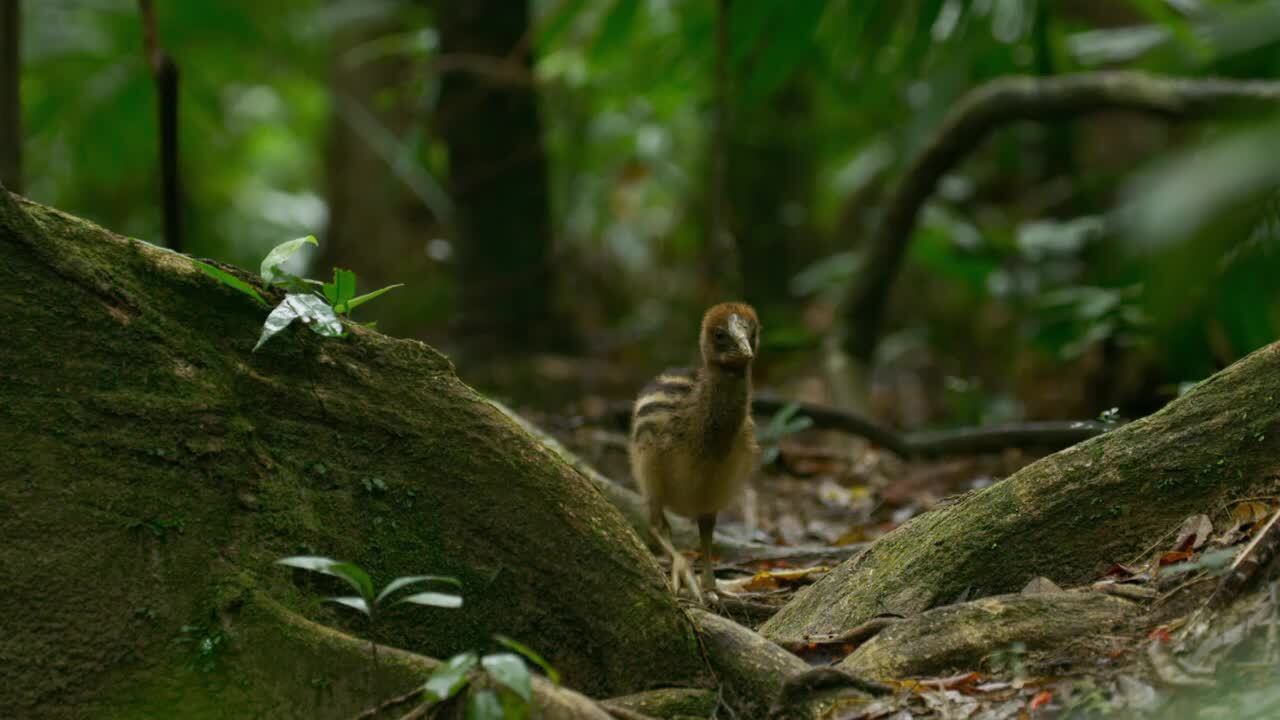 Australia’s Cassowaries: Descendants of Dinosaurs