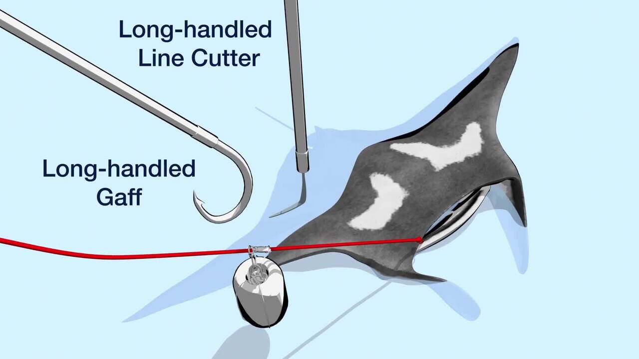 NOAA Fisheries Reminds Reef Fish Fishermen of DESCEND Act Requirements and  Announces a Final Rule to Clarify Descending Device and Venting Tool  Definitions for Reef Fish Fishing