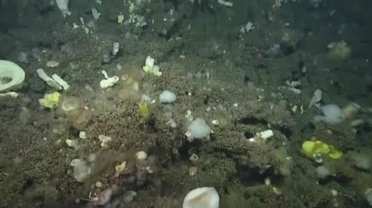 NOAA discovery of green deep-sea sponge shows promise for cancer research