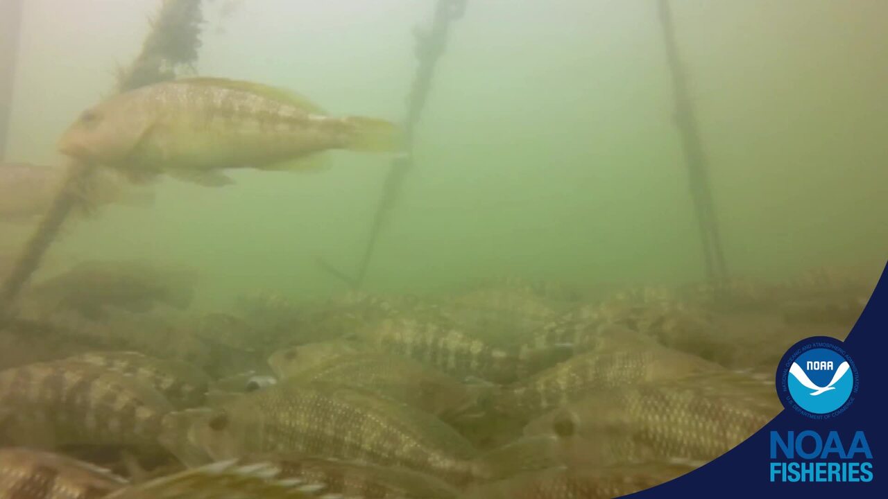 Several Young Black Sea Bass Resting Science & Technology NOAA