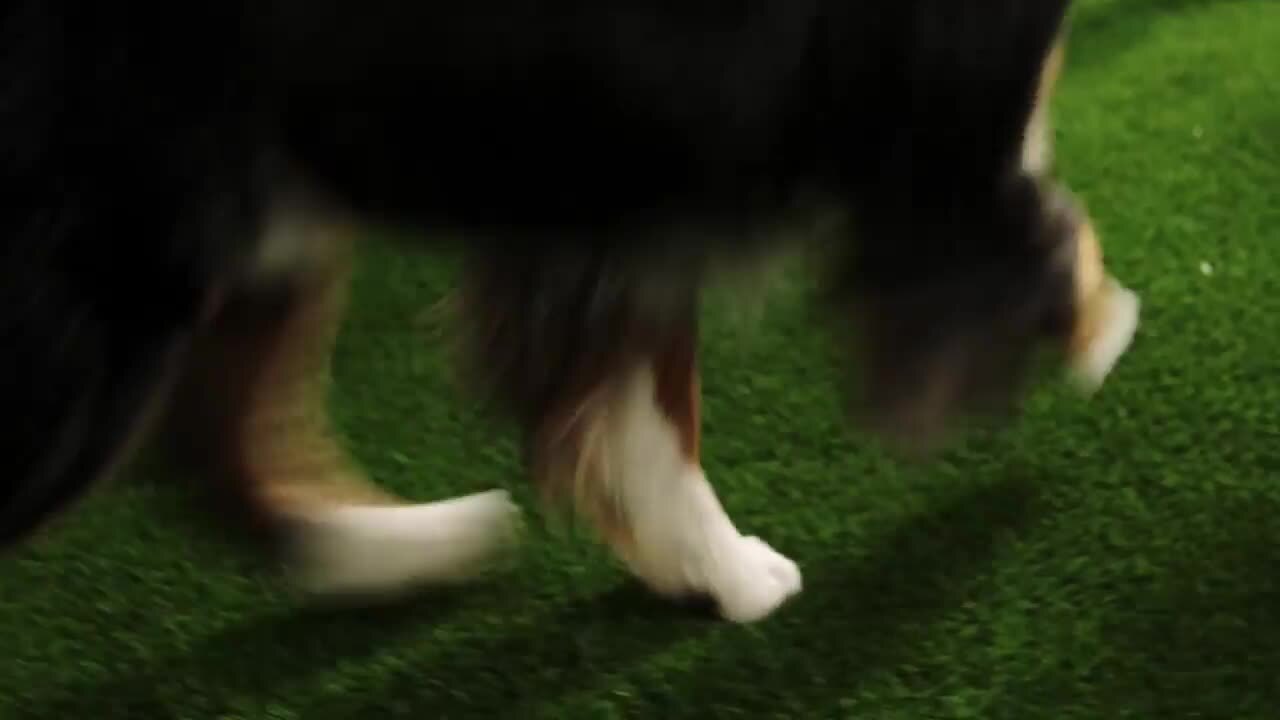 Lifeproof with Petproof Technology - Premium Pet Turf 12 ft. Wide x Cut to Length Green Artificial Grass Turf