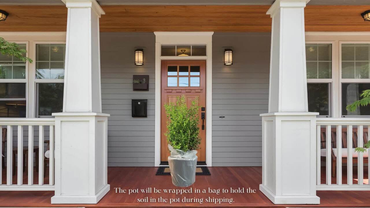 BETTER BOXWOOD 3 Gal. Skylight Boxwood Shrub 18195 - The
