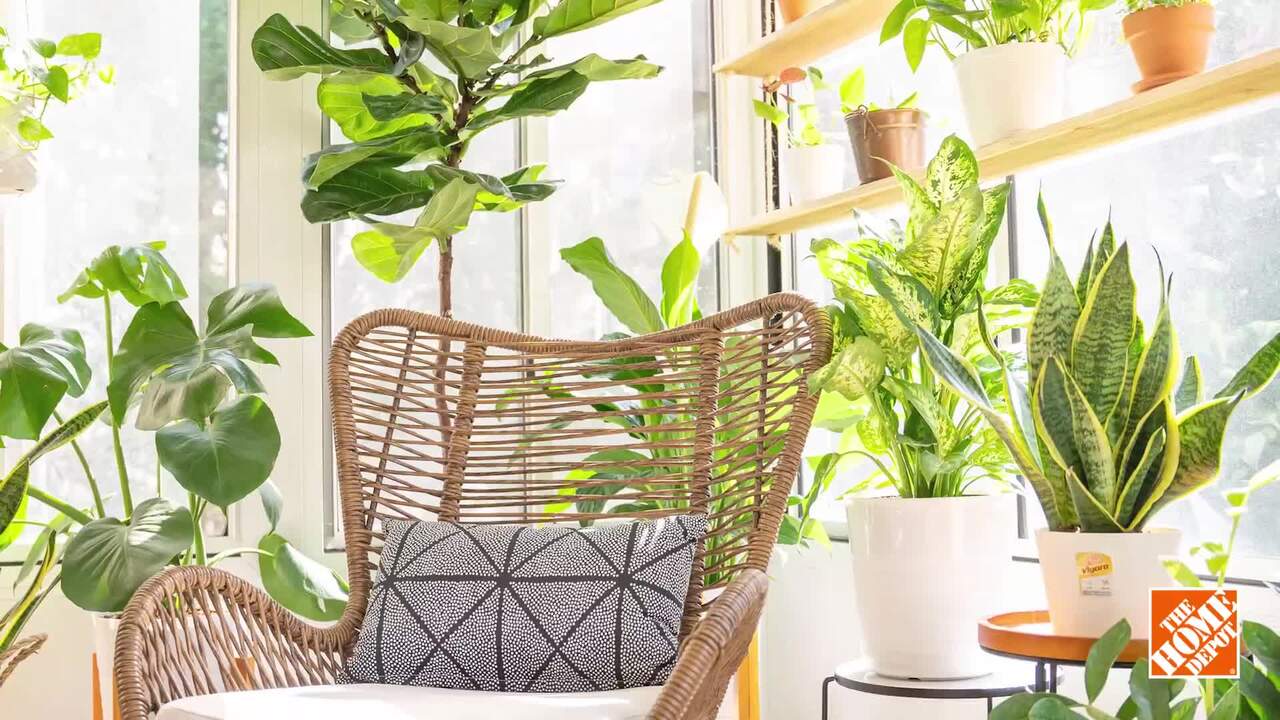 snow queen vs marble queen pothos Pothos Marble “Snow” Queen starter plant **(ALL plants require you to –  GoldenGreeneryCo main image 1