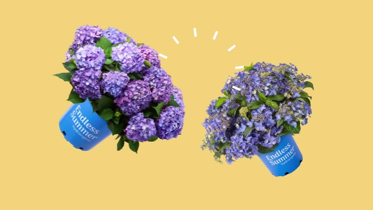 CannonCaps Hydrangea – CannonKeys