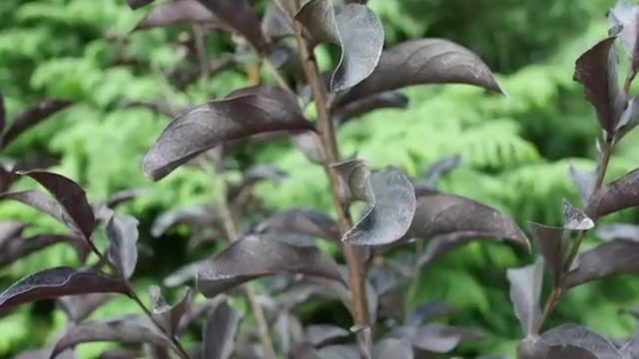 PROVEN WINNERS 2 Gal. Center Stage Red Crape Myrtle Tree with