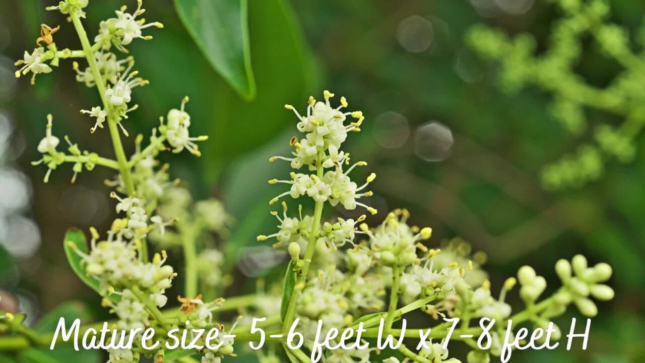 2.25 Gal. Ligustrum Recurvifolium Privet Shrub
