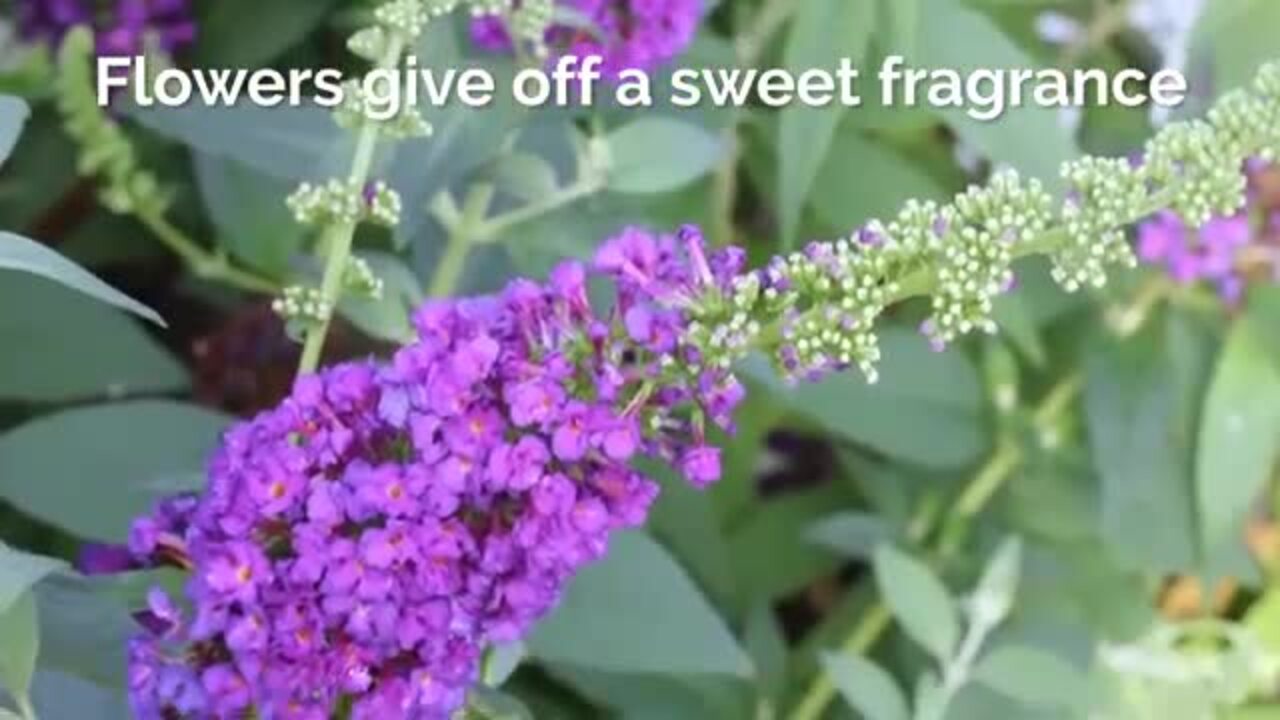 PROVEN WINNERS 2 Gal. Miss Violet Buddleia Shrub with Dark Purple