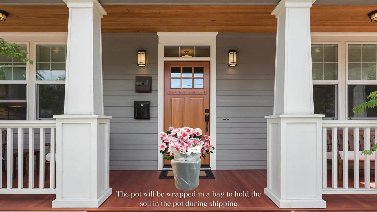 spring.has.come様　おまとめ　マリボウル　アラビアスパイス ENCORE AZALEA 2 Gal. Autumn Chiffon Azalea Shrub with Bi