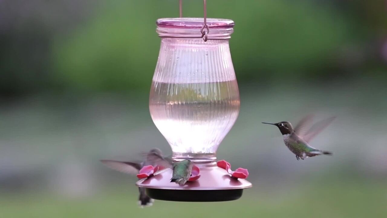 Perky-Pet Top-Fill Glass Hummingbird Feeder 24 oz Capacity 