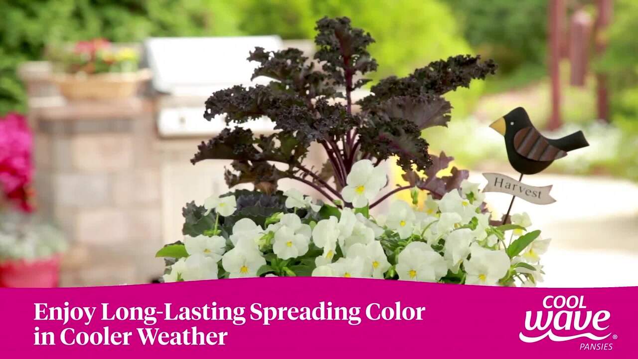 Cool Wave 1.2 Gal. Viola Cool Wave Pansy Annual Plant Mix with