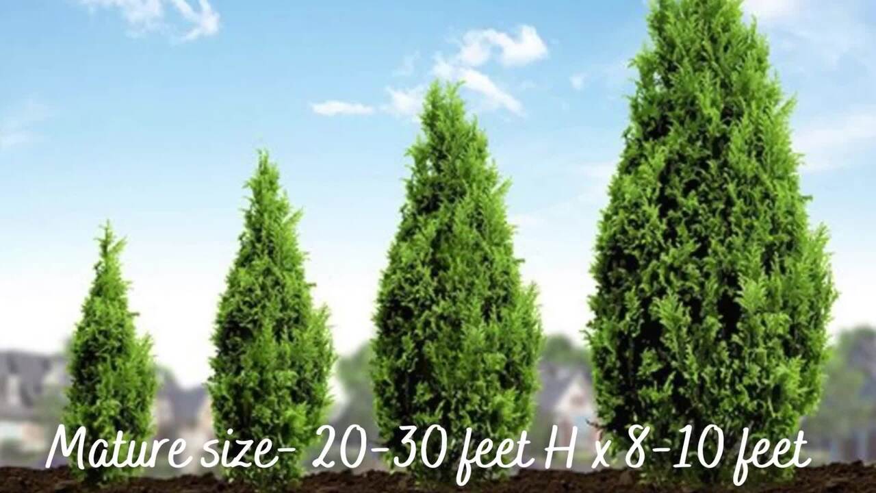 2.25 Gallon Leyland Cypress Shrub - Fast-Growing Evergreen Privacy Tree For Landscaping