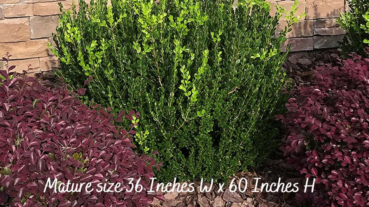 Unbranded - 2.25 Gal. Wintergreen Boxwood Shrub Plant