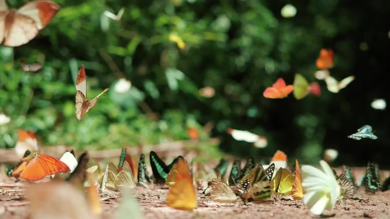 The Butterfly Effect | Deloitte Global