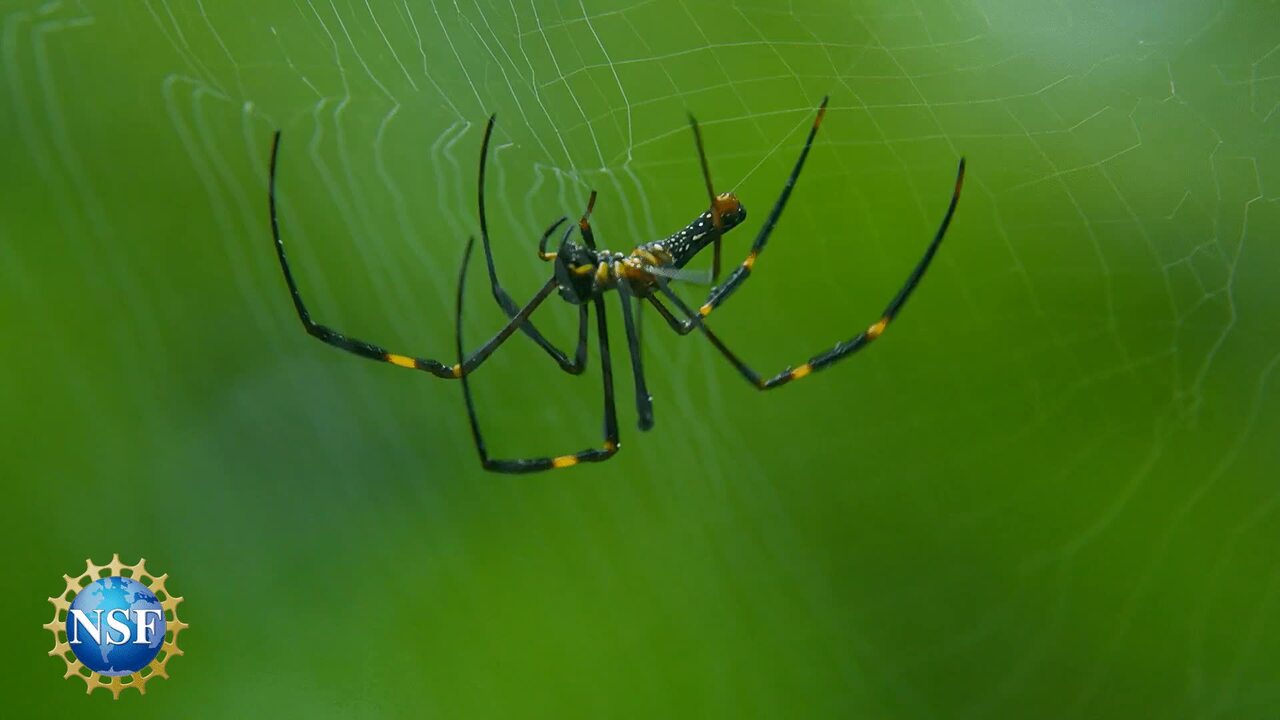 Spider Uses Its Web Like a Giant Engineered Ear