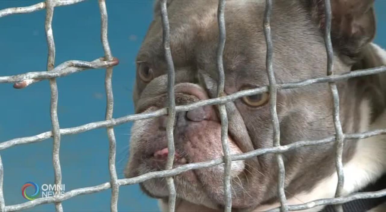 BC愛護動物協會月底前領養費減半 (BC) July 19, 2021