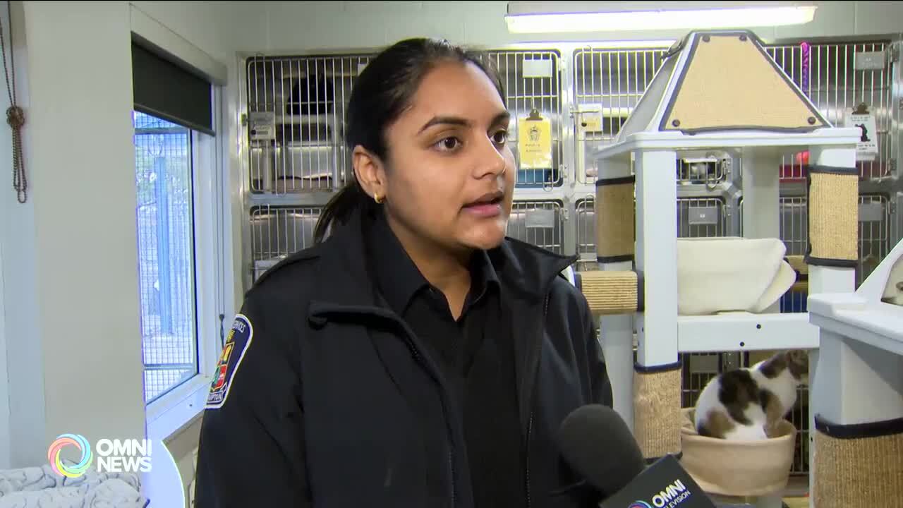 Brampton Animal Services facing overcrowding crisis