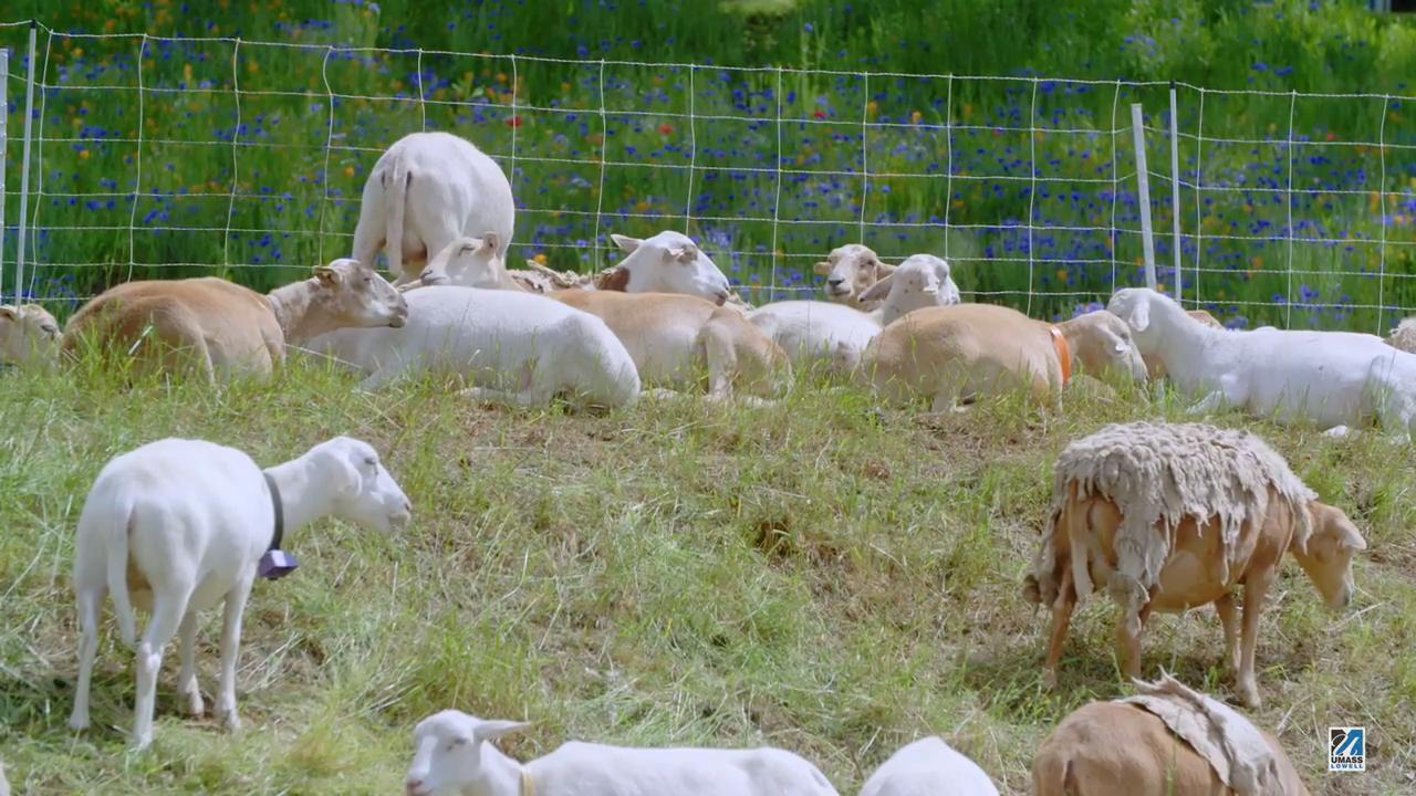 Union Files Grievance Over Mowing Goats Used At University In