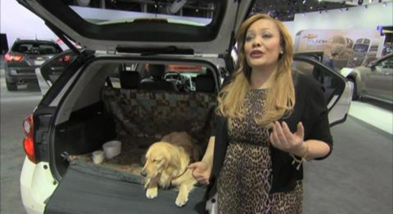 are dogs allowed in the auto show