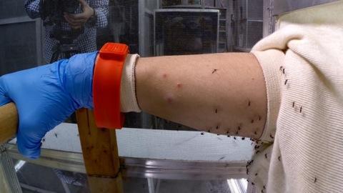 Ouch! Inside an Insect Repellent Test Lab