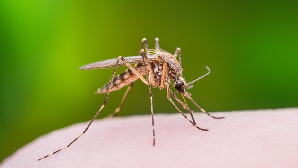 How to Keep Mosquitoes Away