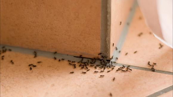 Get Rid of Ants Without an Exterminator