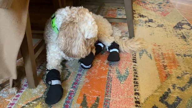 Canada Pooch Dog Boots