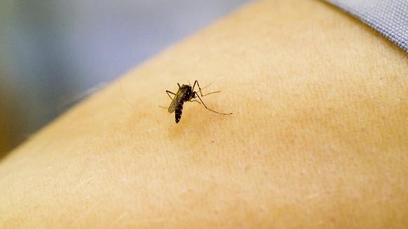 Protección y prevención contra los mosquitos y las garrapatas