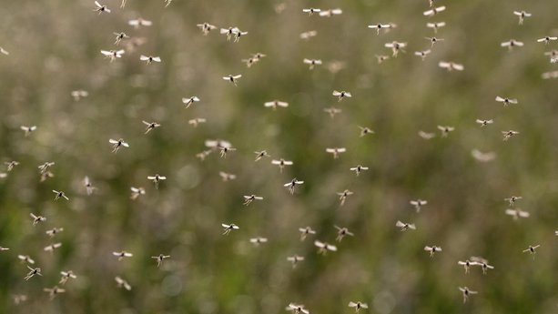 2019 Best Insect Repellents