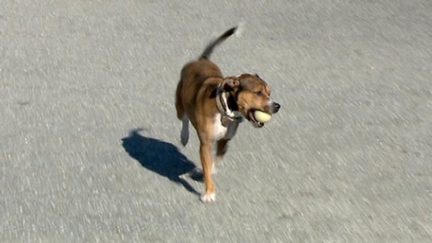 Pet-tracking GPS devices