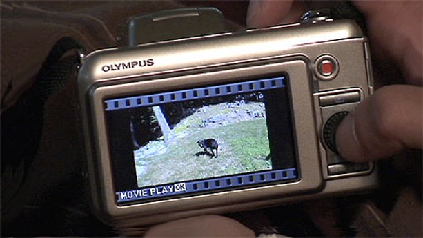 Digital Cameras for Video