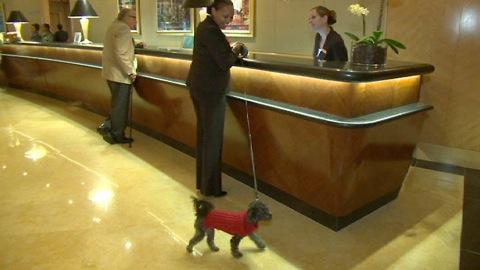 Pet-friendly hotels