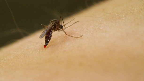 Don't Bother Using These Insect Repellents
