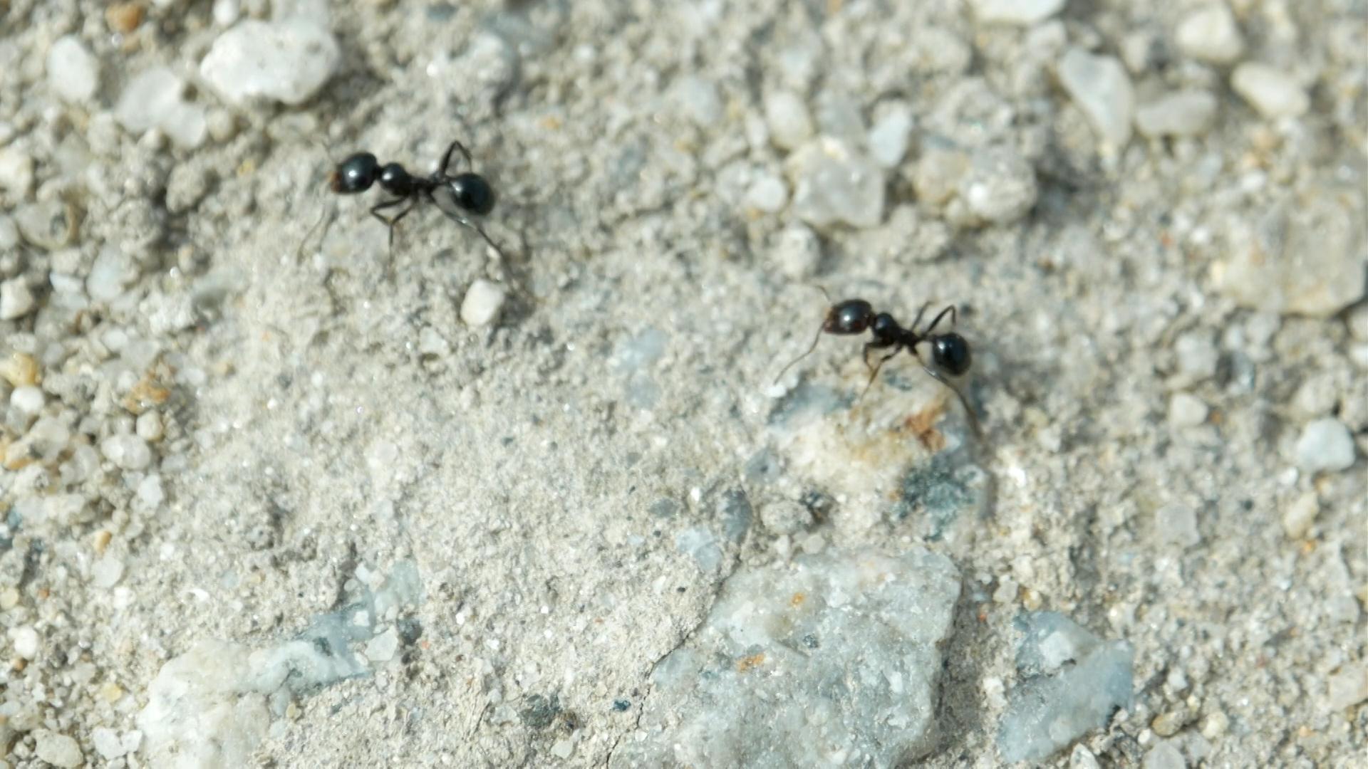 Crazy Ants: How to Get Rid of Crazy Ants?