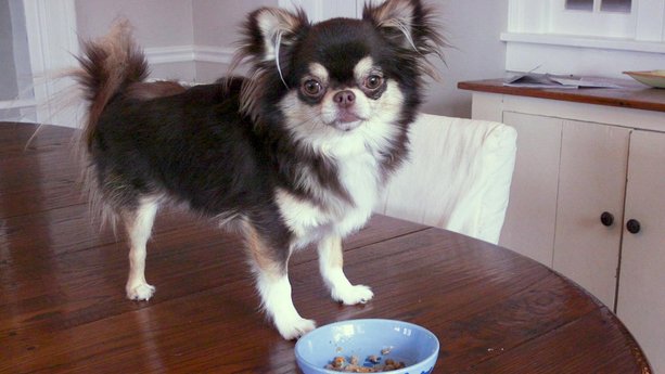 Should You Try CBD for Your Pet?