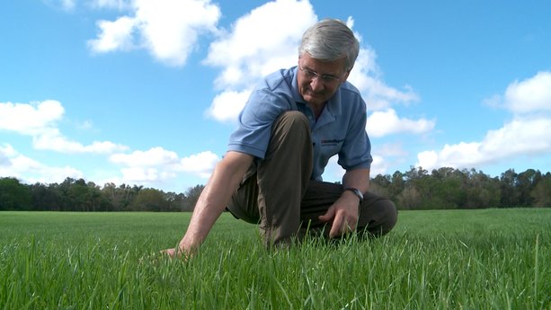 Keep a Lush Lawn Without Wasting Water