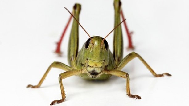 Consumer Reports Experts Taste Test 3 Cricket Foods