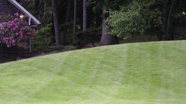 Tickproof Your Yard Without Chemicals